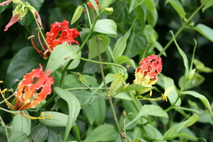 Gloriosa superba